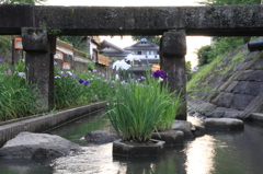 　熊本　高瀬裏川　花しょうぶまつり　１