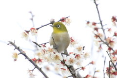   柳川　ウメジロウ　１