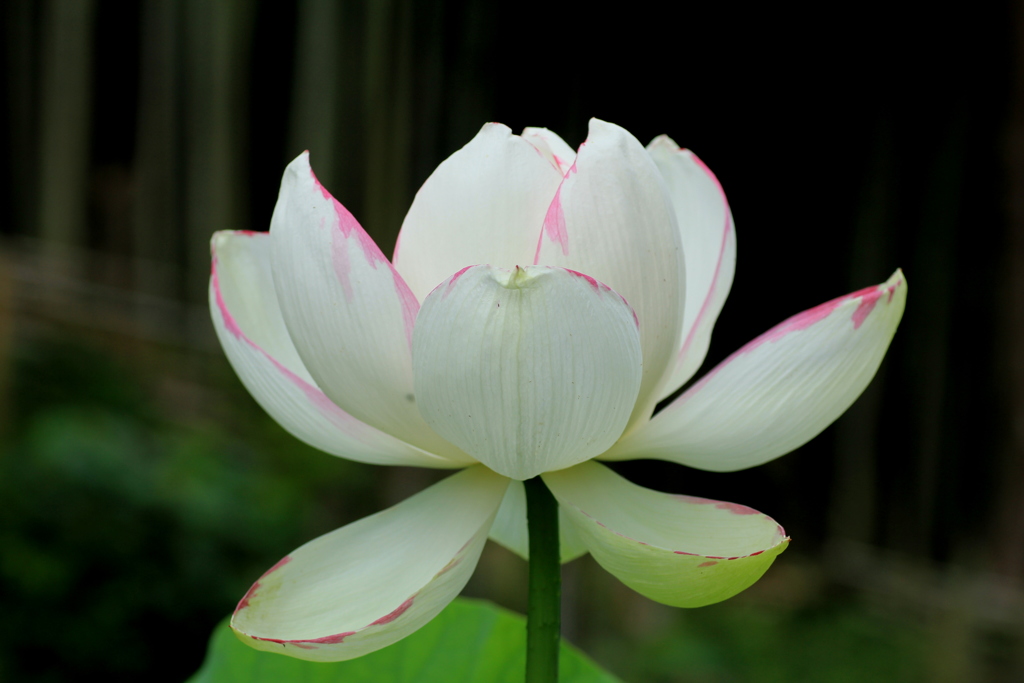 　天竺斑（てんじくまだら）