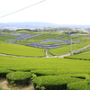 　茶畑　４
