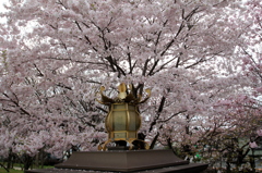 桜、山鹿灯篭