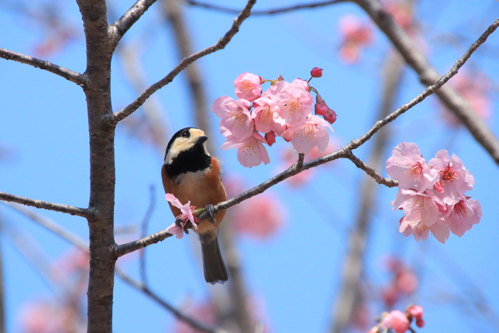野鳥