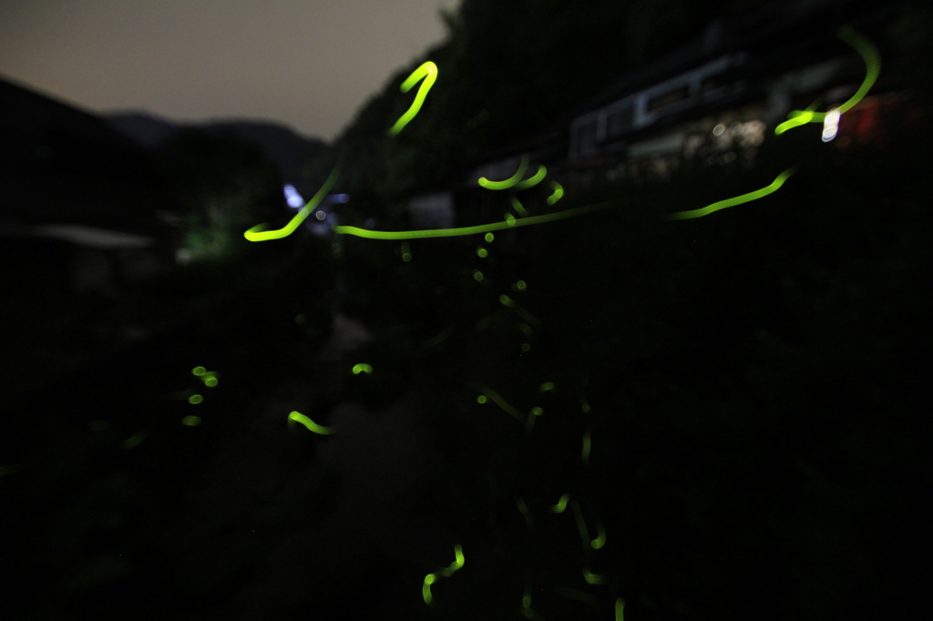 _MG_0190　ﾎﾀﾙ
