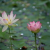 ハスの花