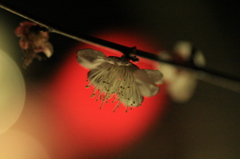 　梅花