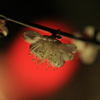 　梅花