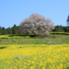  馬場の山桜　１