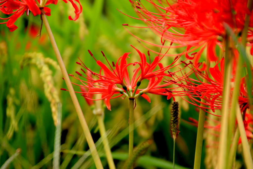 稲穂と彼岸花　Ⅱ