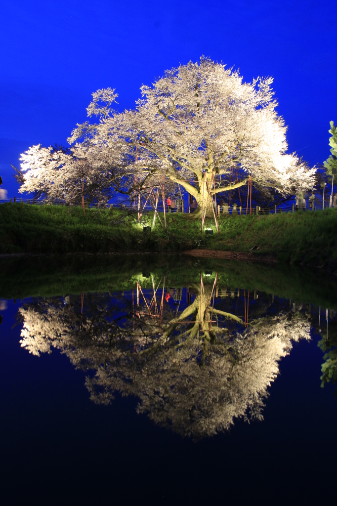 　浅井の一本桜　４