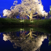 　浅井の一本桜　４