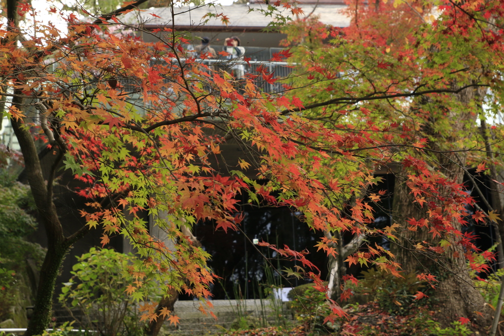 　竈門神社の紅葉　５