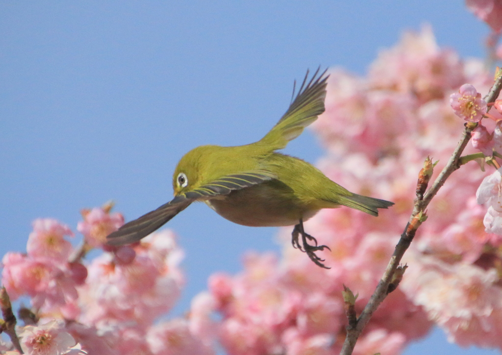 　いかないで