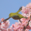 　いかないで