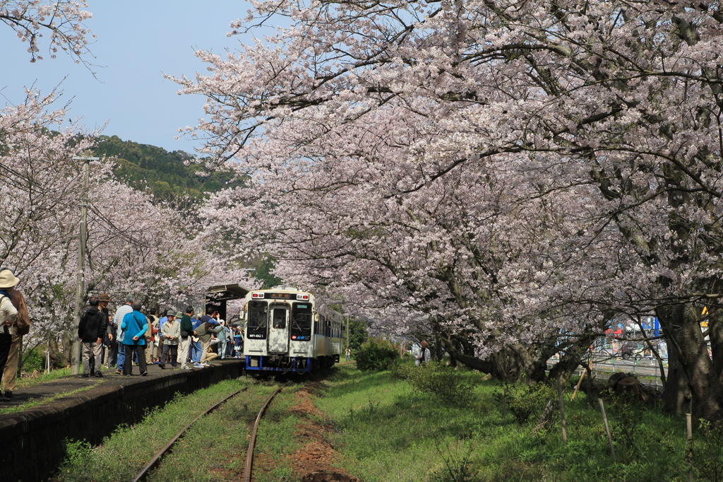　さくらの駅　１