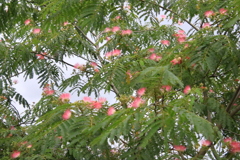  ねむの木の花