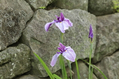 　花菖蒲　高瀬裏川　４
