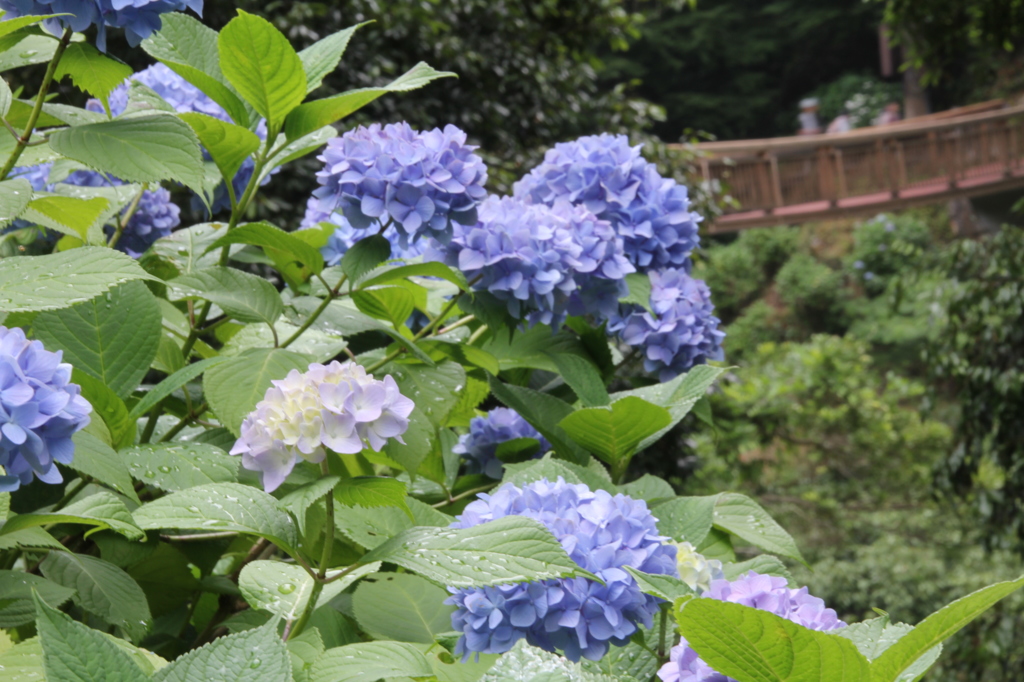 IMG_0172 　紫陽花