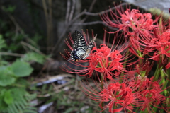 蝶と彼岸花