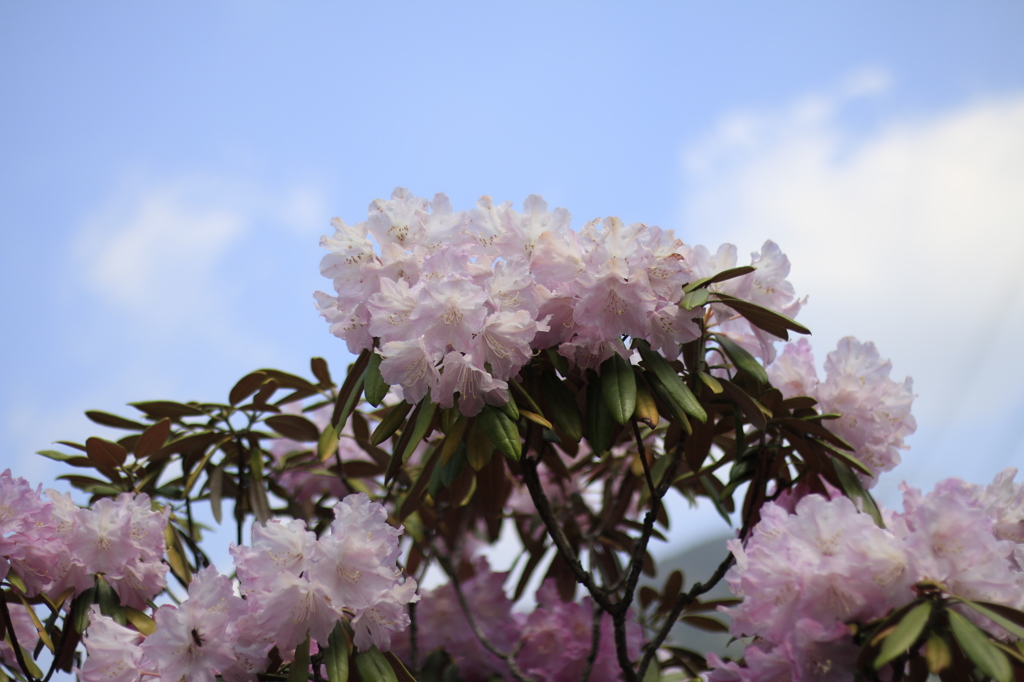 　晴天の石楠花　１