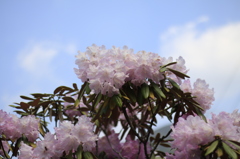 　晴天の石楠花　１