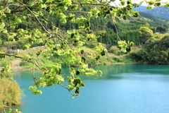　御衣黄桜　Ⅳ