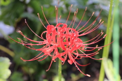 朝露の彼岸花