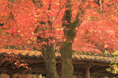 永勝寺もみじ