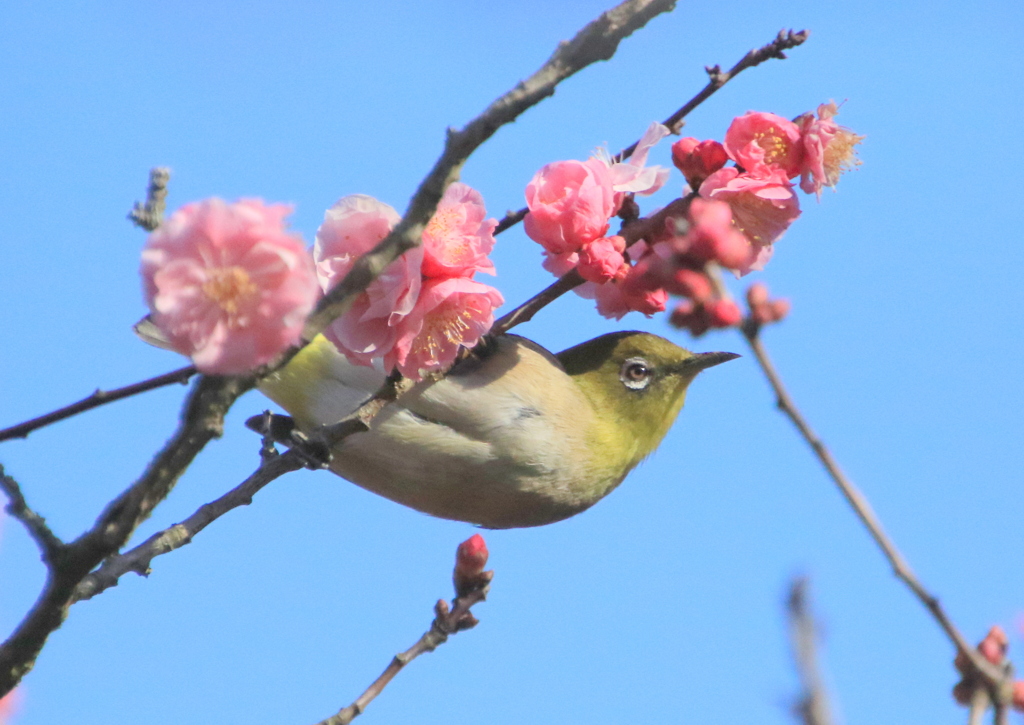 　アクロバットでどう