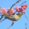 　アクロバットでどう