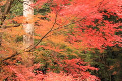 　八女津媛神社　３