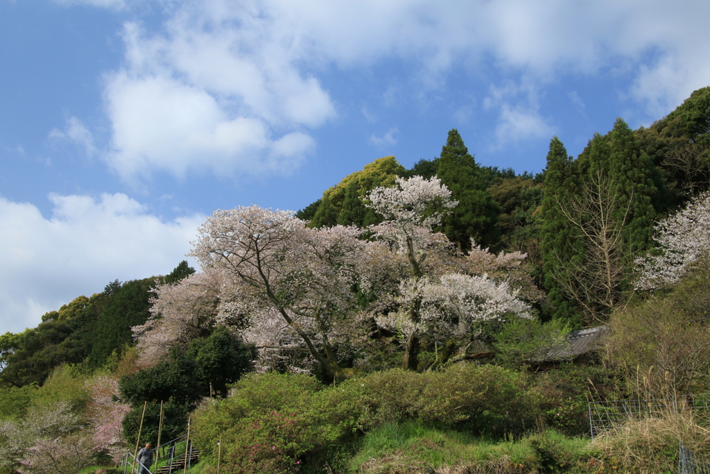  明星桜