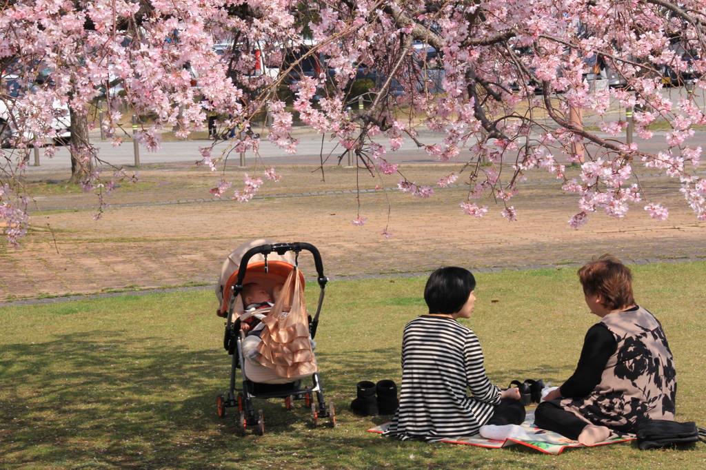 IMG_0169　桜見ﾃﾞﾋﾞﾕｰ