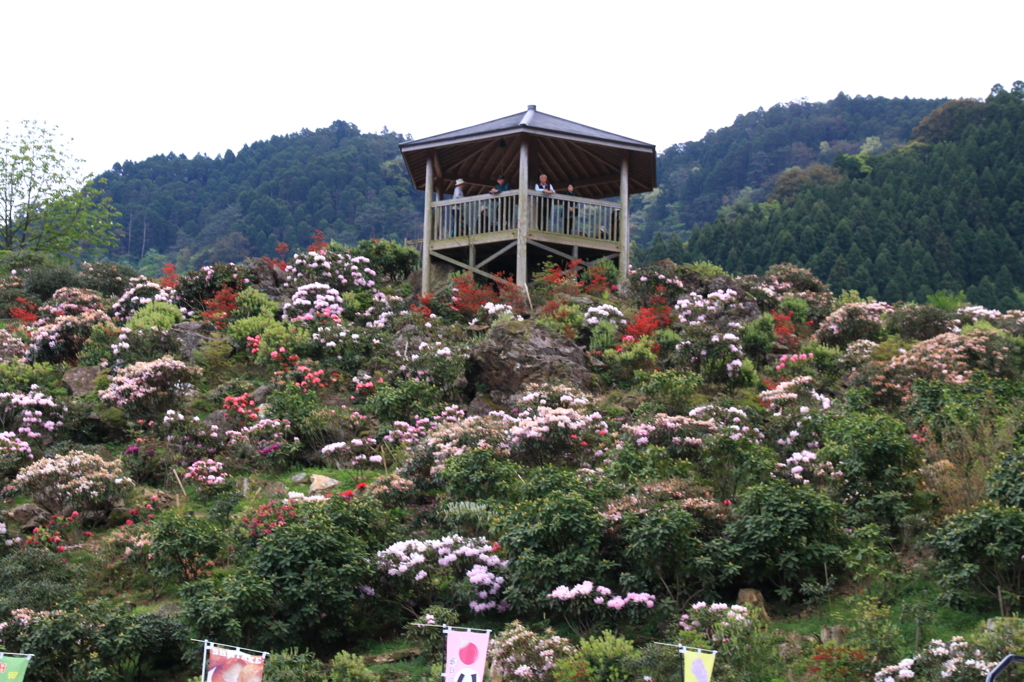 星の花公園　２