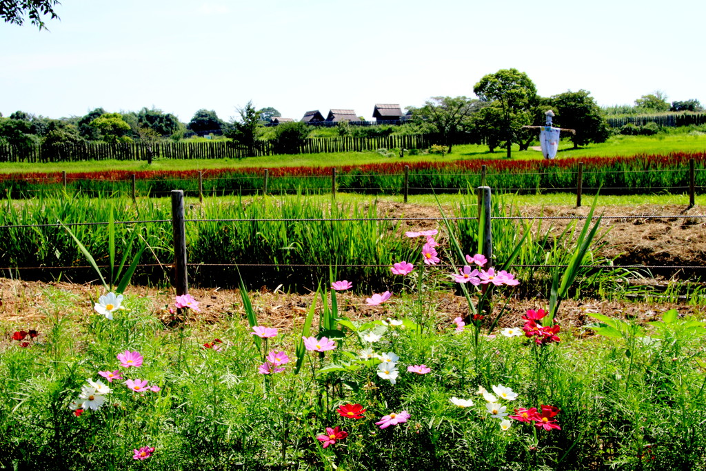 　吉野ヶ里のコスモス