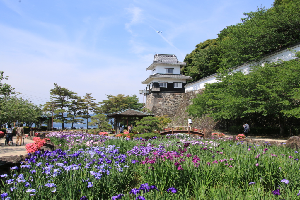 　大村公園花しょうぶまっり