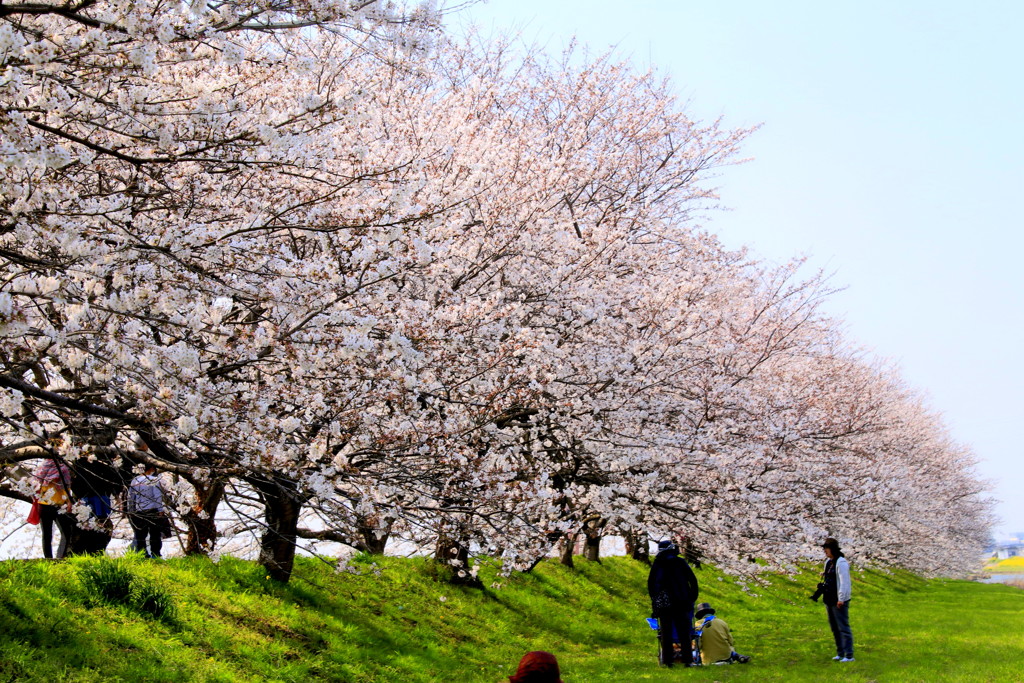 　流川桜並木　１