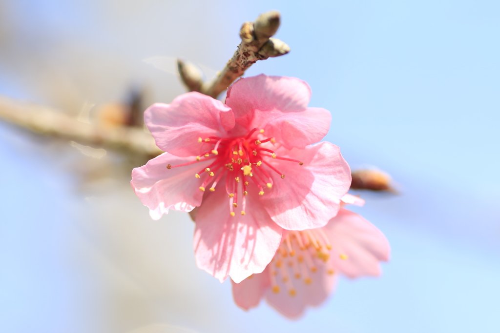 　寒桜