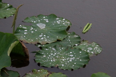 　小雨の中で