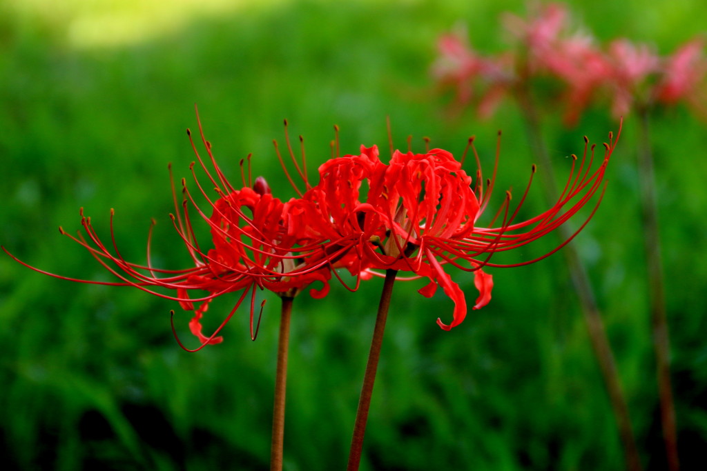 　彼岸花