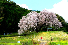 　納戸料の百年桜　３