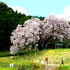 　納戸料の百年桜　３