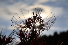 　逆光の彼岸花