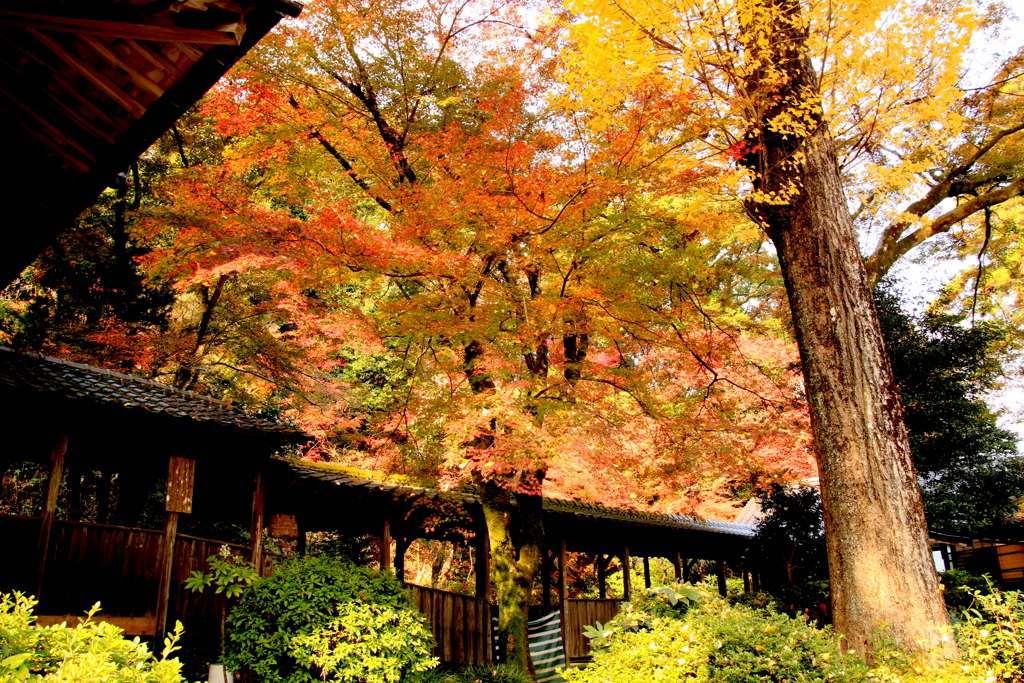 　もみじ寺（永勝寺）