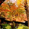 　もみじ寺（永勝寺）