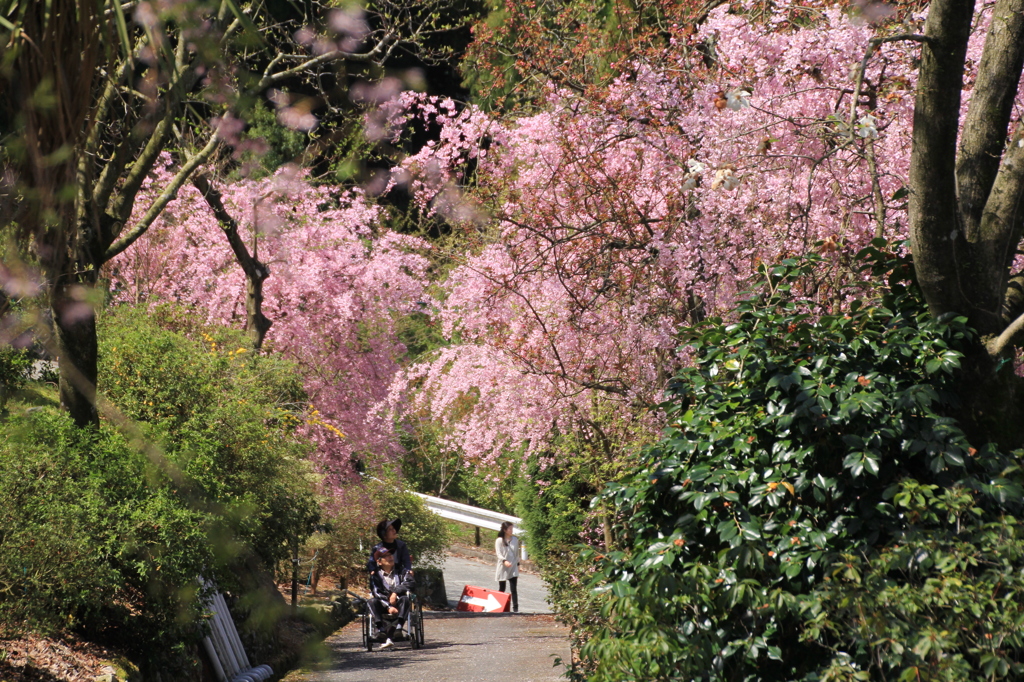 IMG_0638　 車ｲｽ桜見