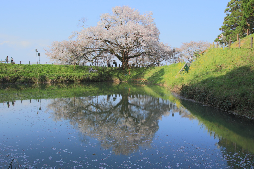 　浅井の一本桜　16：08