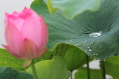 小雨の中で