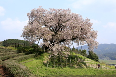 　納戸料の百年桜　１