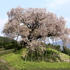 　納戸料の百年桜　１