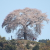 平家の一本桜